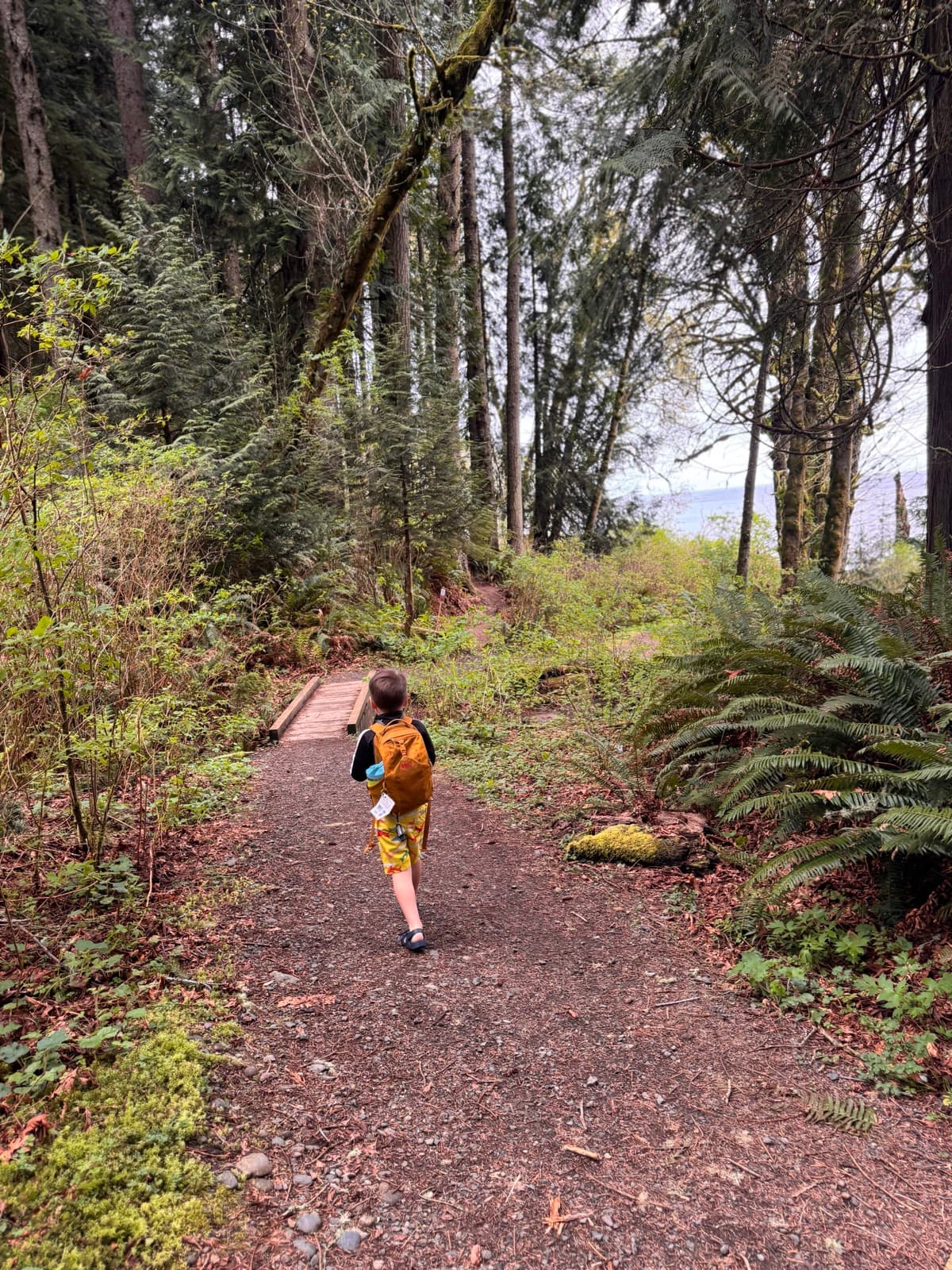 A child in a yellow jacket, seen from behind, walking down a forest trail through the rainforest toward a glimpse of the Strait of Juan de Fuca.