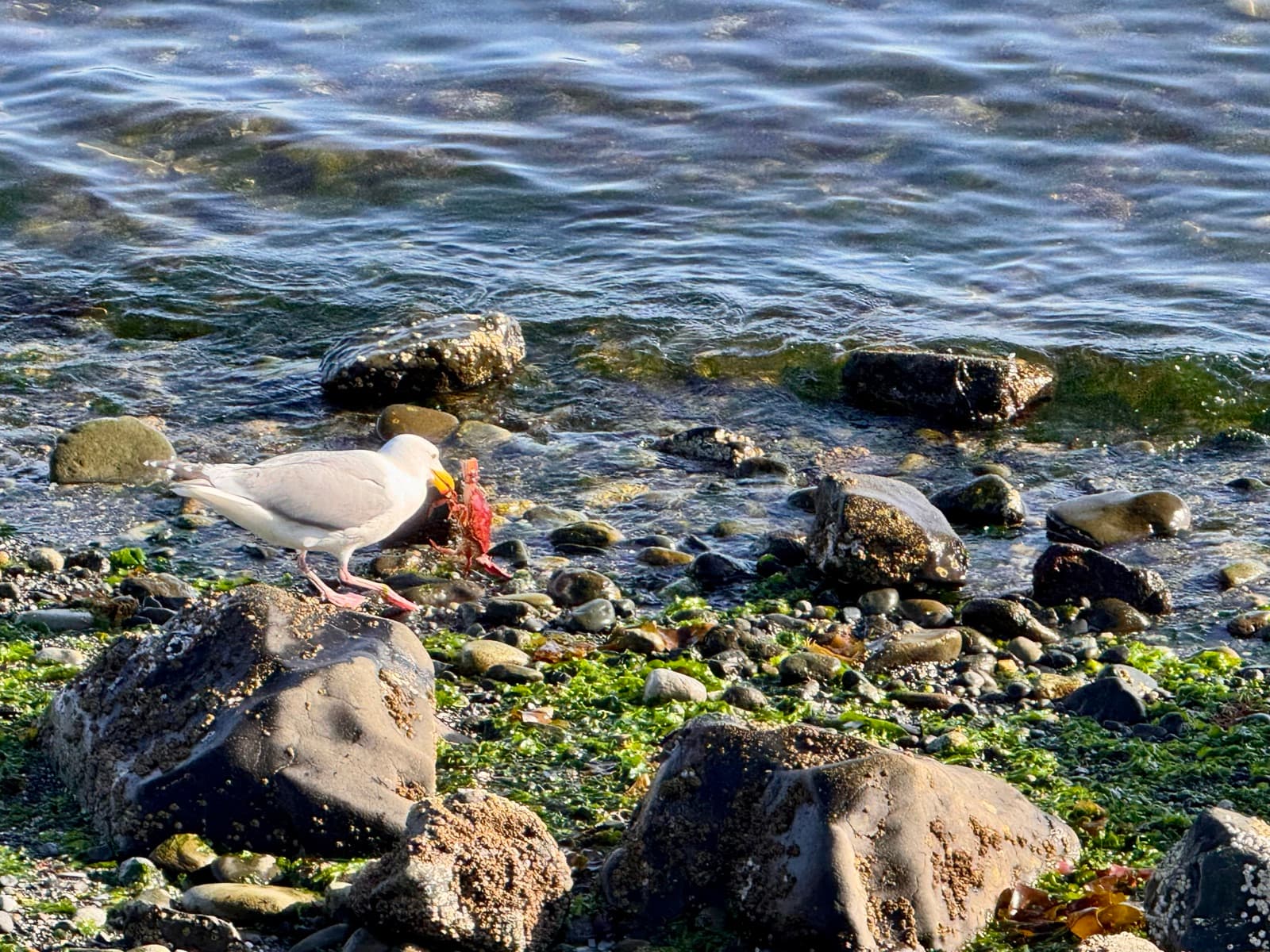 A gull feeding on a crab among the cobbles and rockweed at the tide line, with the Strait of Juan de Fuca beyond.